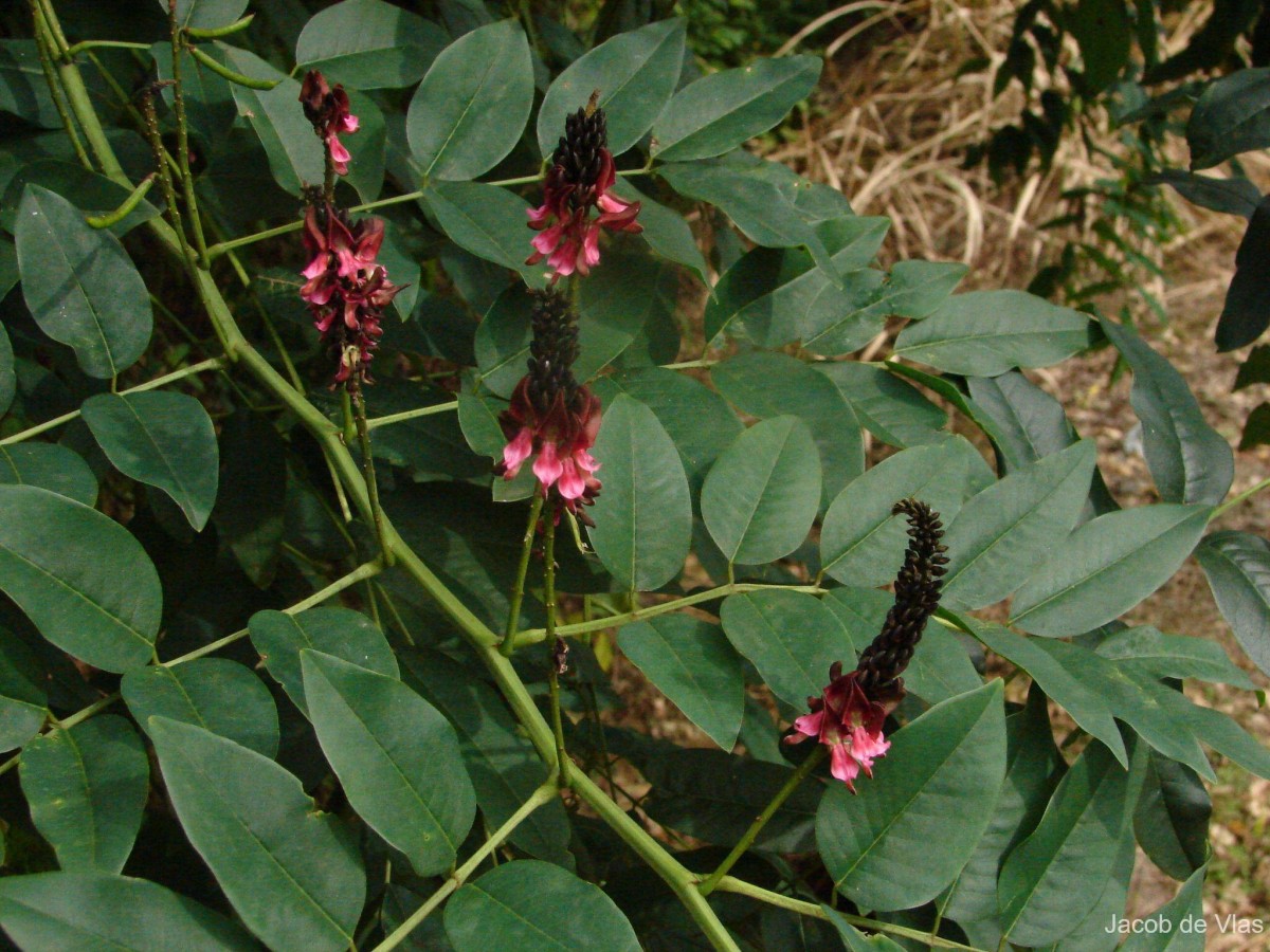 Indigofera zollingeriana Miq.